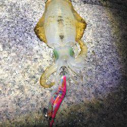 アオリイカ釣れました〜