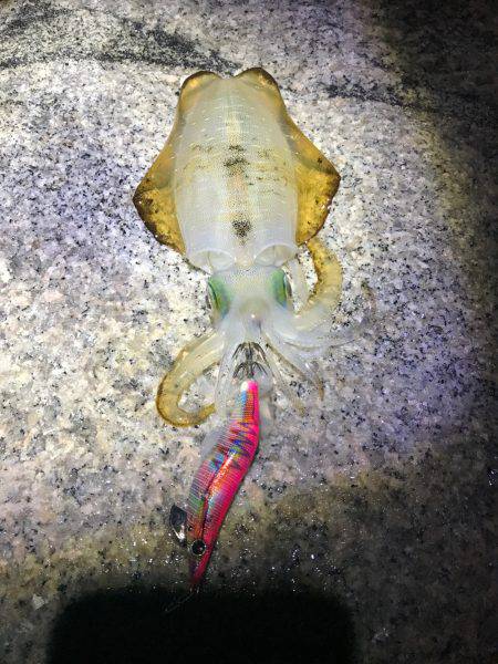 アオリイカ釣れました〜