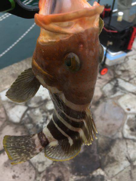 有言実行・・・