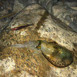 アオリイカ解禁