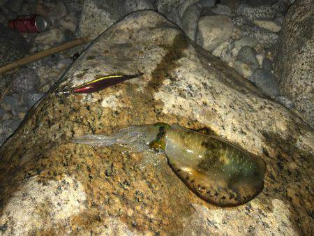 アオリイカ解禁