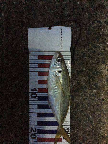 アジのち太刀魚