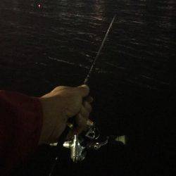 アジングで、ウミタナゴ