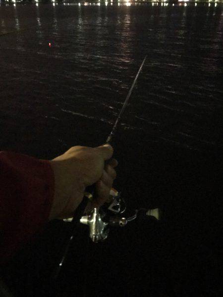 アジングで、ウミタナゴ