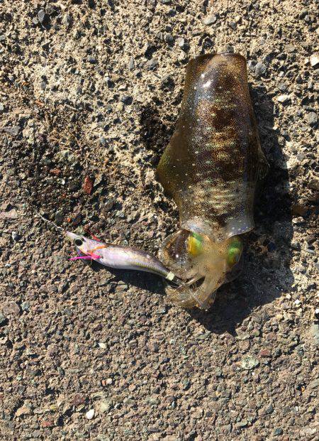 サイトで釣れましたー