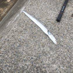 ビッグバッカージグで太刀魚