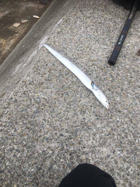 ビッグバッカージグで太刀魚