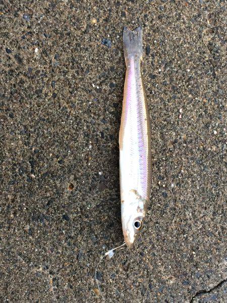 五目釣りならず