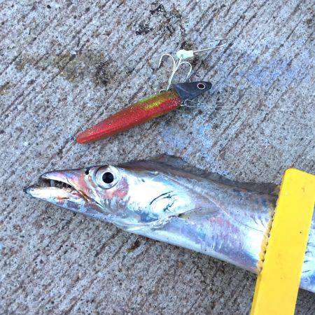 ダイソージグで太刀魚釣り