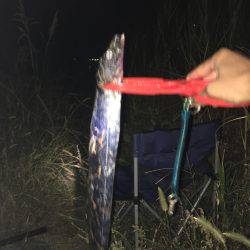 今年初の太刀魚のウキ釣り！！