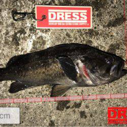 苫小牧にてロックフィッシュをバーチカルに狙う