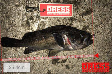 苫小牧にてロックフィッシュをバーチカルに狙う