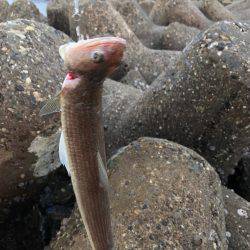 ライトショアジギング