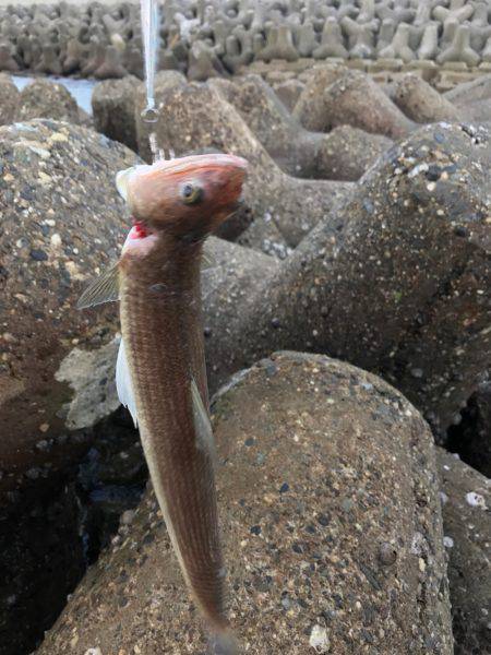 ライトショアジギング