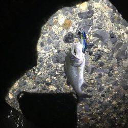 チーバス入れ食い