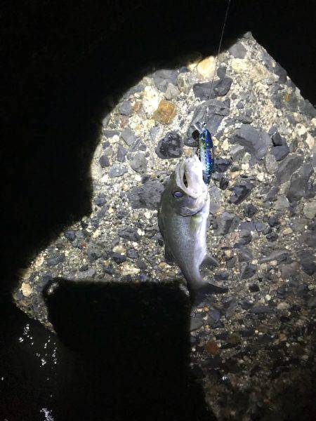 チーバス入れ食い