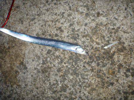 雨の岸和田一文字で刀狩