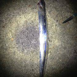 ウキ釣りタチウオ大当たり