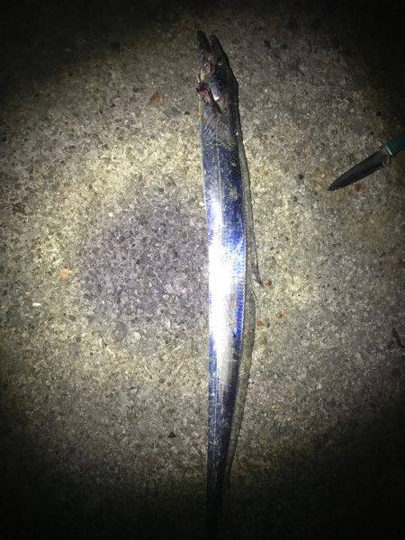 ウキ釣りタチウオ大当たり