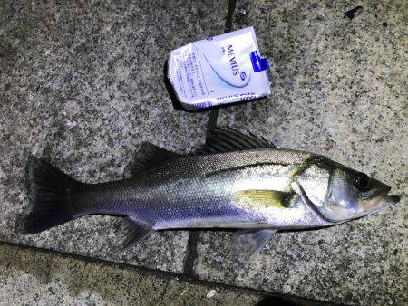 シーバス釣れた！