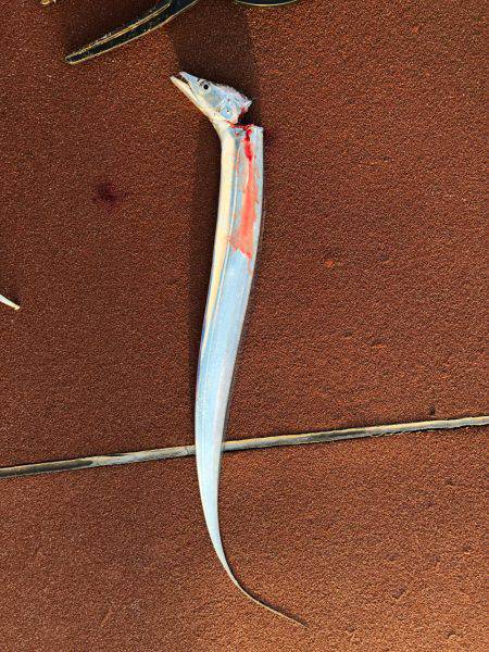 夕まずめチャレンジ(^^)