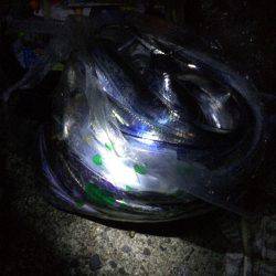 爆釣でした(^ ^)