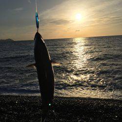 大里松原海岸  スマガツオ2匹 弓角