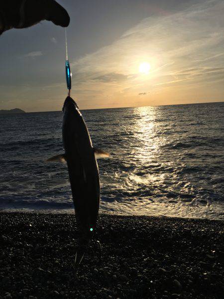 大里松原海岸  スマガツオ2匹 弓角