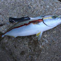 大潮パワーでハマチんぐ