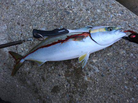 大潮パワーでハマチんぐ