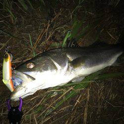 ジョイントルアー