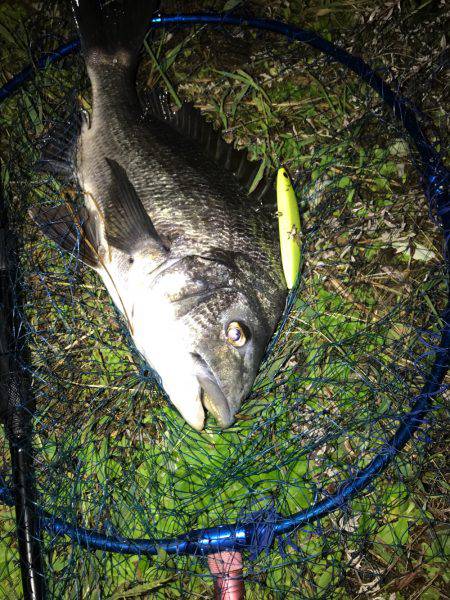 シーバスのつもりがチヌ