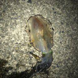 アオリイカを求めて