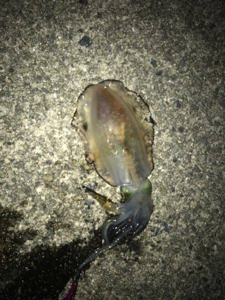 アオリイカを求めて