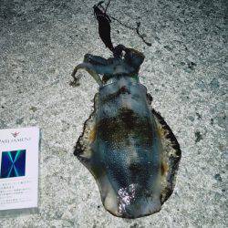 エギングアオリイカ