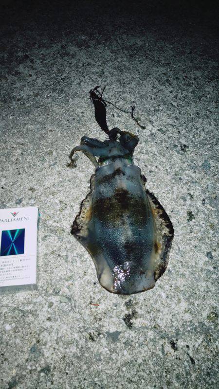 エギングアオリイカ