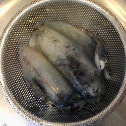 明石周辺エギング