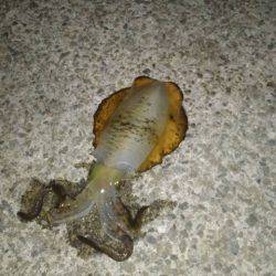 久しぶりのエギング