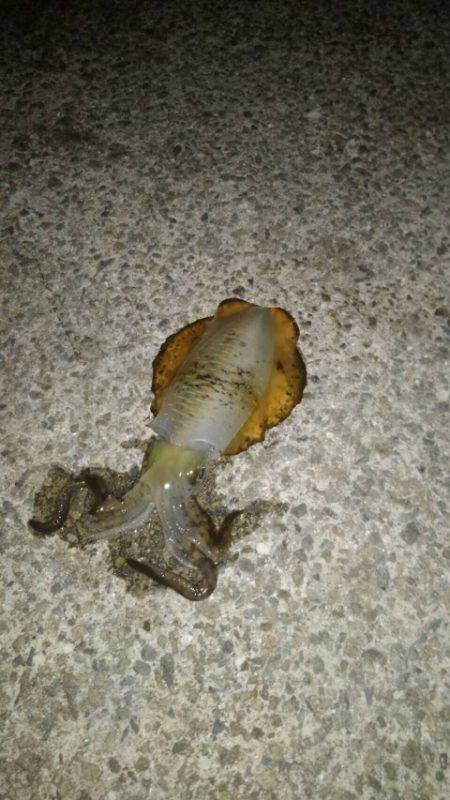 久しぶりのエギング