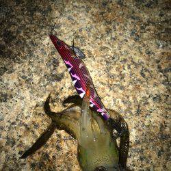 昨日届いたエギを試したくて