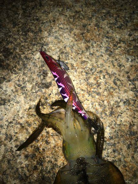 昨日届いたエギを試したくて