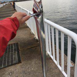 太刀魚エサ釣り