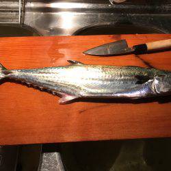 今シーズン初サゴシ