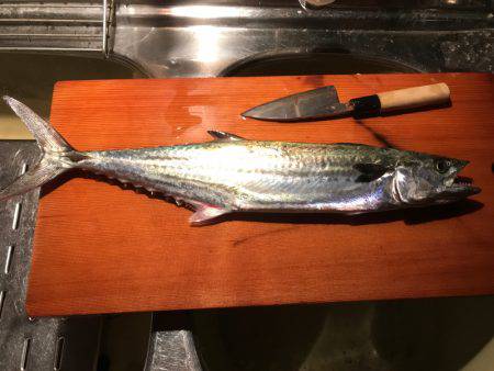 今シーズン初サゴシ