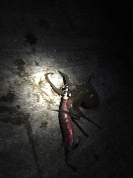 大潮、満月❗️