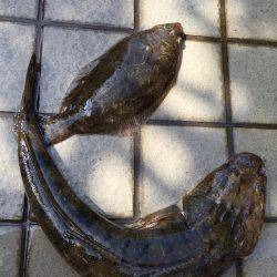 ビギナーズラック