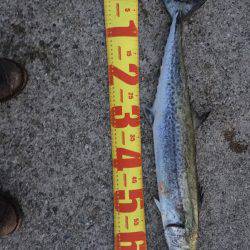 サゴシはノーサンキュー