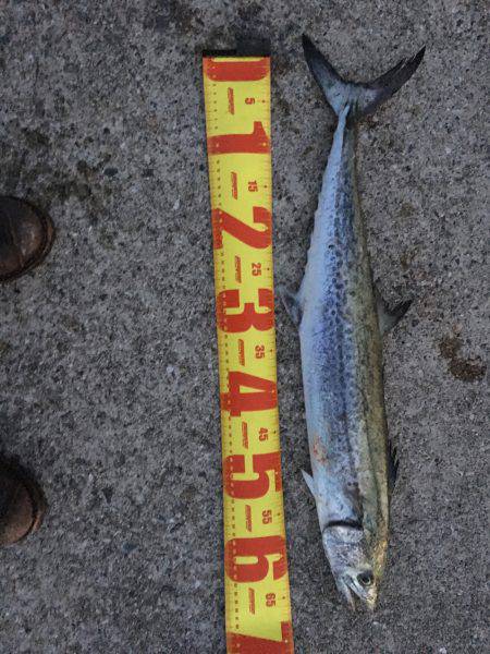 サゴシはノーサンキュー