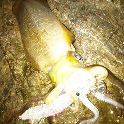 ナイトエギング