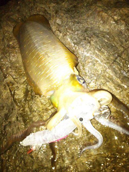 ナイトエギング